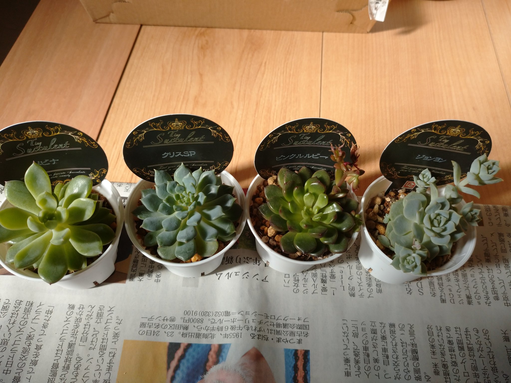 あき 多肉 今日も狩っちゃった笑 病院とランチの帰りにホムセンに行ったら観葉植物に力を入れてるっぽいお店で多肉が沢山あった クリスsp調べてもほぼ情報が出てこない 君は何者なの ピンクルルビー花咲いて もう枯れてる ジョンヨンは子沢山 多肉