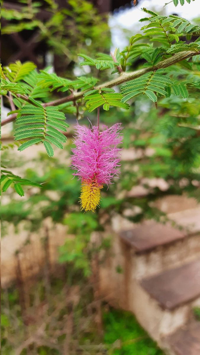 Single #precious tree Dichrostachys cinerea or gaya khair of #acacia subfam. on campus is flowering for Ist time 
#flowers r small fuzzy brushlike of attractive pink & yellow clr. Thorny shrub getting a lot of attention from people & 🐐 🐐. #Trees of #centralIndia @vinita_gowda