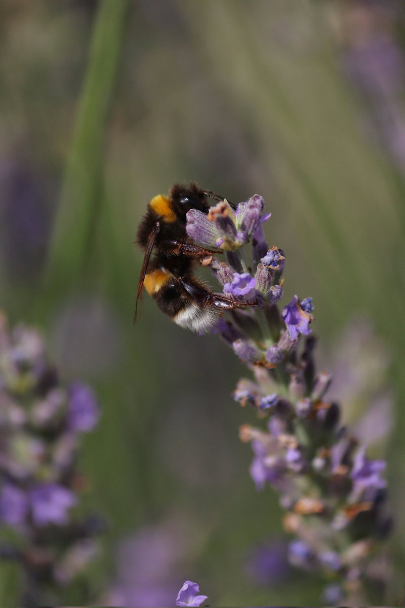 ____gabri3l____'s tweet photo. J'ai pris des photos de bourdons et d'abeilles :) https://t.co/5EyCbcjFgq