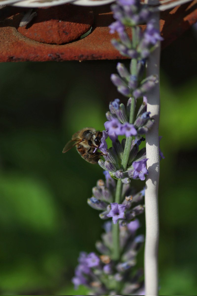 ____gabri3l____'s tweet photo. J'ai pris des photos de bourdons et d'abeilles :) https://t.co/5EyCbcjFgq
