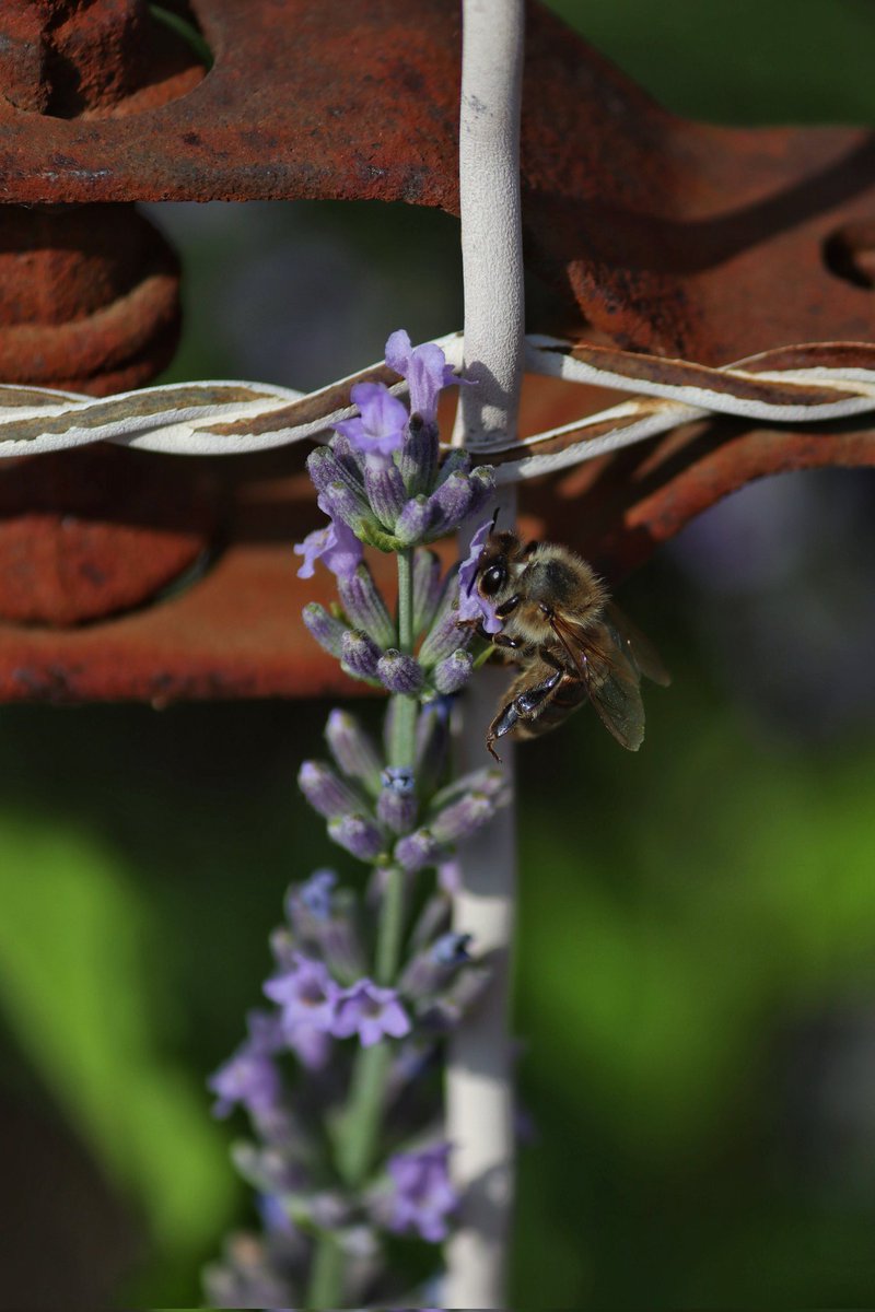 ____gabri3l____'s tweet photo. J'ai pris des photos de bourdons et d'abeilles :) https://t.co/5EyCbcjFgq