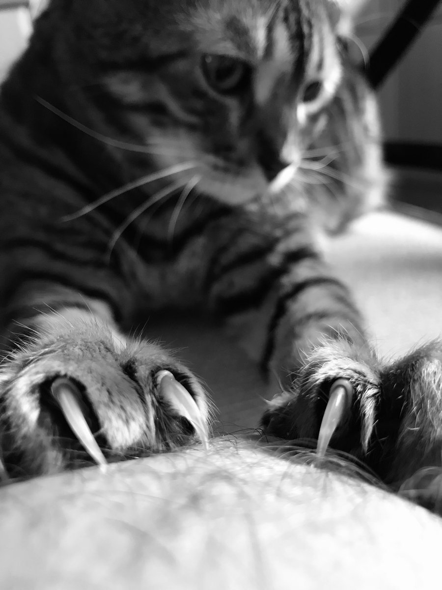 PiandNeko1's tweet photo. @callmealsatia can we be your mini-me’s? #FierceWeek #CatsNoirFriday #FrontpawFriday #MurderMittens https://t.co/pfDXhiQKsd