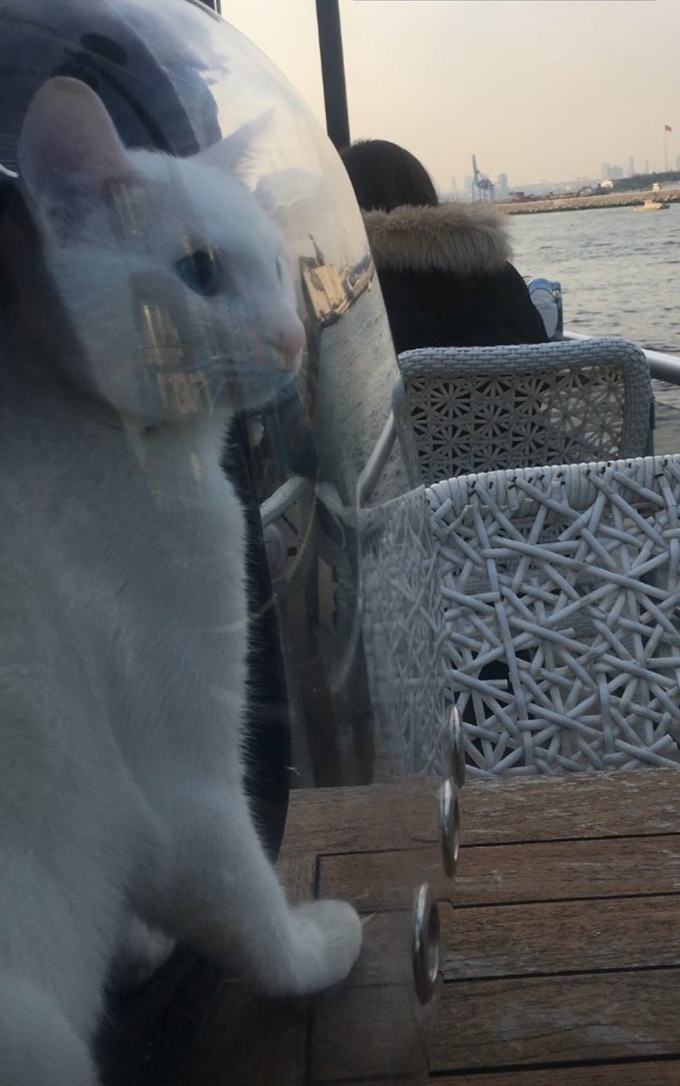 Kedimle gezmeye çıktık :)
#animals #animalsofukraine #animalsofukraine #hayvanseverler #Twitter #beykozüniversitesi