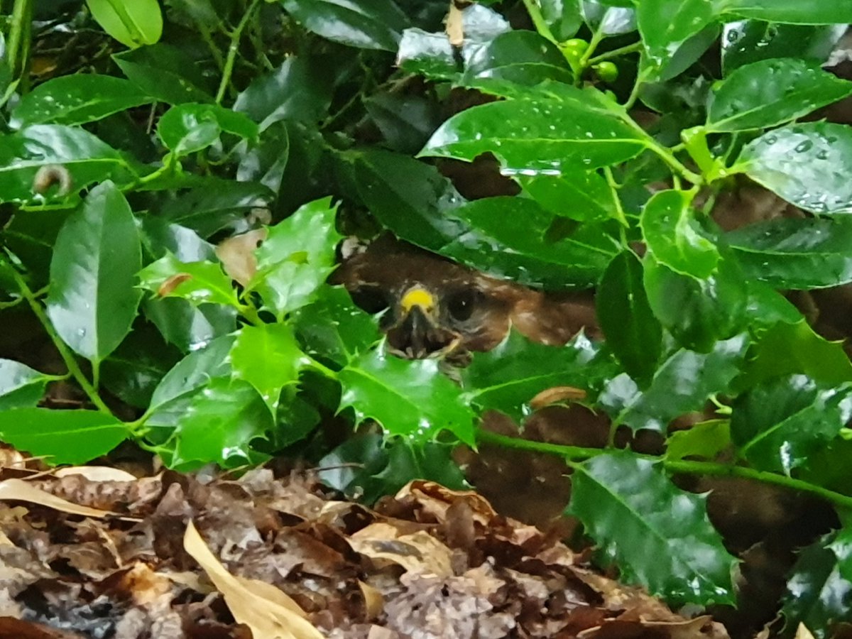 Sebastiaan van 't Erve tweet media