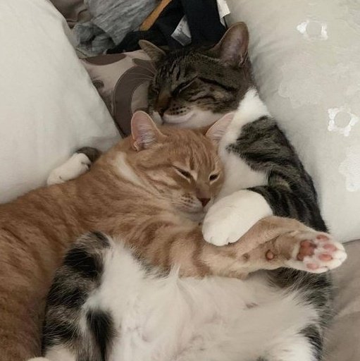 ً (@taebincats) on Twitter photo 