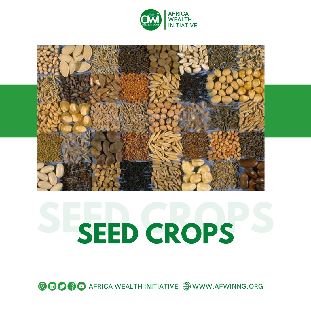 AfricaWealth's tweet photo. A #thread on #seedcrops

Seed crops means any crop intentionally planted, managed, and grown in accordance with accepted agricultural practices on privately owned or leased land for the production of seed for future propagation,
#oshodi #Crypto #SoroSokeDecides nasco Dino Ambode https://t.co/38awjS5Yu1