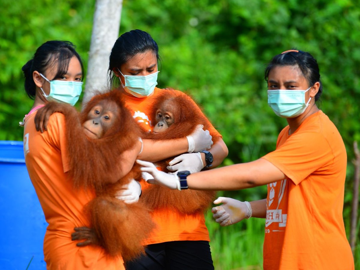 Less than 2 weeks until #EndOfTheFinancialYear we are down $209,000 on budget to maintain our #orangutan #RescueCentres for 2022-23. Please help us #CareForOrangutans in the coming year: ow.ly/Voo950JGlyM
#TaxDeductible in Australia, US, Canada, Netherlands. #SaveOrangutans