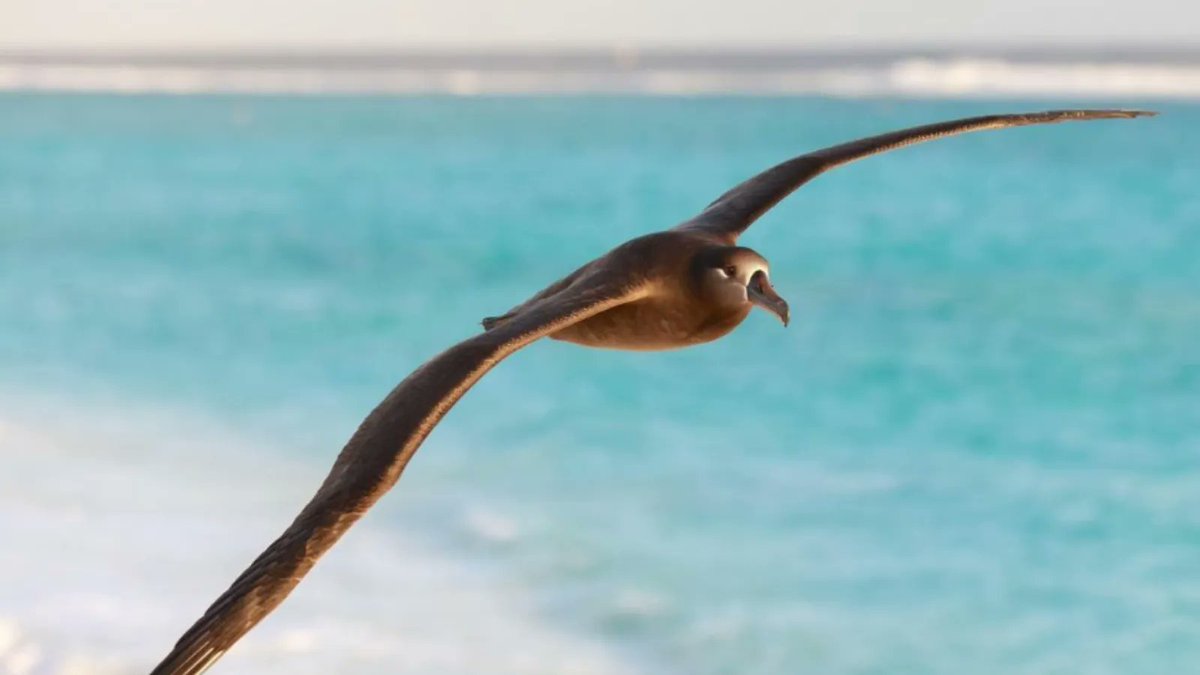 Albatross Task Force (@AlbyTaskForce) on Twitter photo 2022-06-24 08:00:19 #DYK the Black-footed #albatross has a wingspan of up to 2.5metres which is the height of the tallest living person today! 📸: Steph Prince #MarineConservation #FunFactFriday #DYK the Black-footed #albatross has a wingspan of up to 2.5metres which is the height of the tallest living person today! 📸: Steph Prince #MarineConservation #FunFactFriday