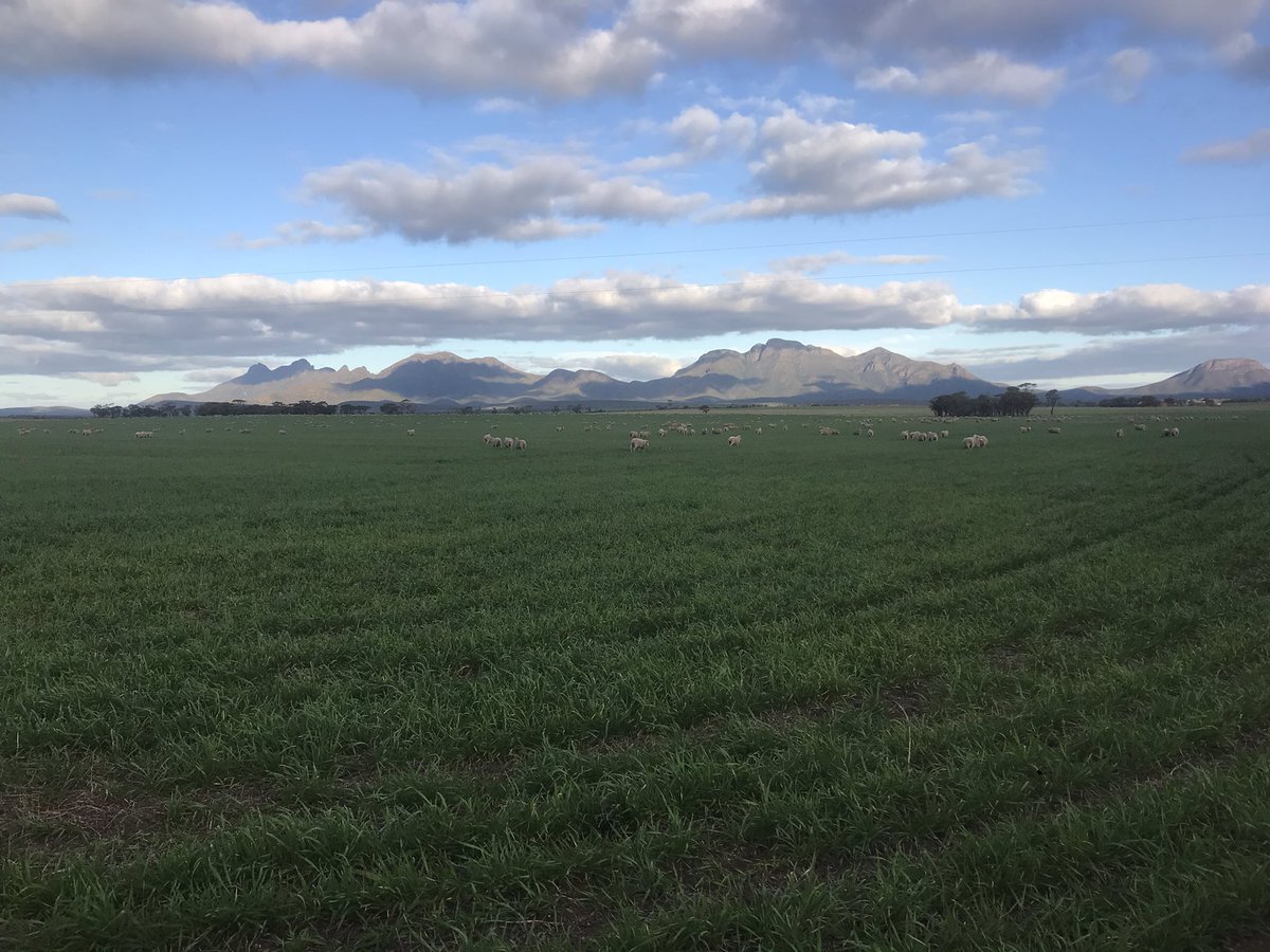 paper_collar's tweet photo. Twin bearing ewes on #illabo wheat. Nearly ready to pop! #grainandgraze @dudesripen https://t.co/VAvC4kS5FV