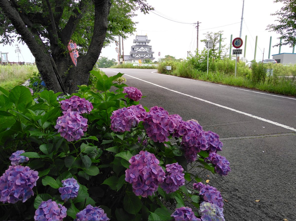 Japan_Australia's tweet photo. Around 3,800 hydrangeas can be found along the Sai River embankment near Sunomata Castle. The beautiful road is known as the Sunomata Hydrangea Road #Sunomata #Ogaki #Gifu #Japan https://t.co/KSC5vSMnvY