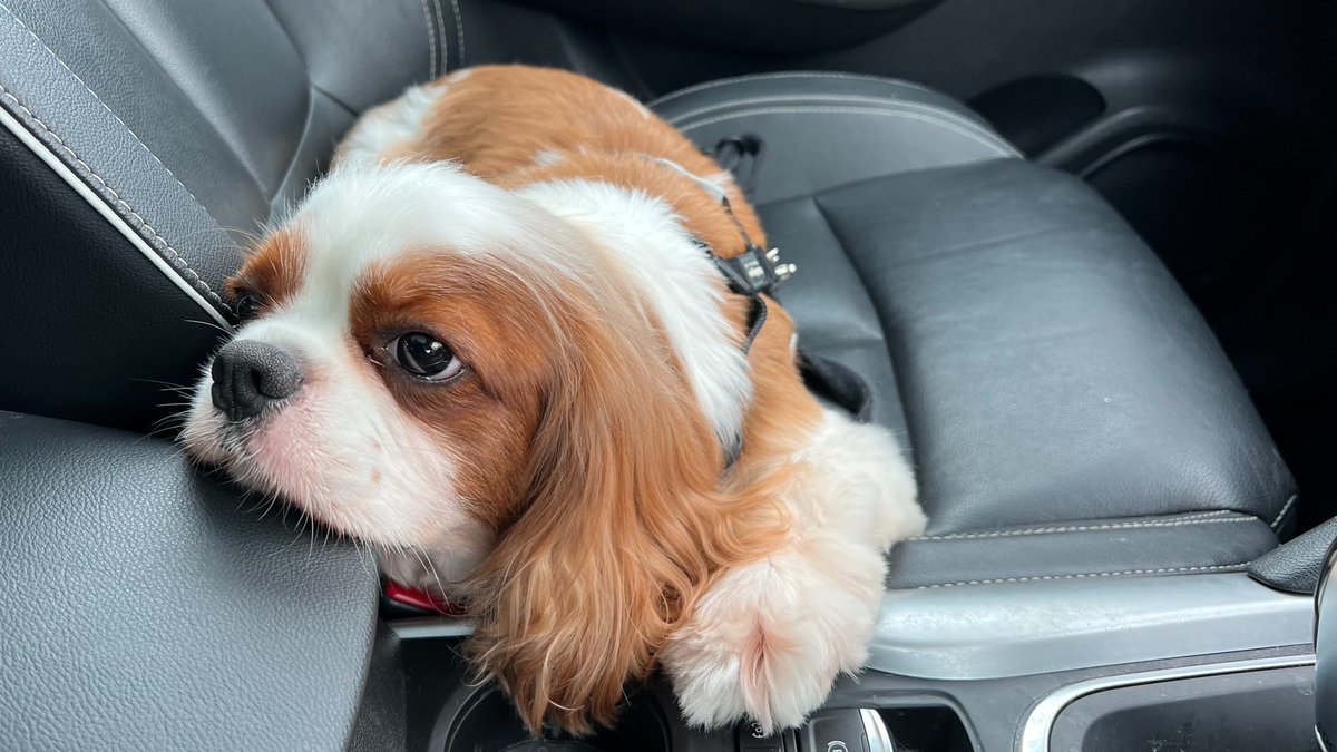 Charlie pretending to be a baby seal. #DogsofTwitter