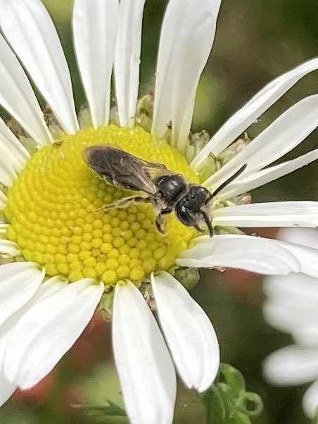 GrahamDenny9's tweet photo. #microbees everywhere pollen beetle for scale these guys are on mayweed arable weeds that support them. #furrowbee call so because it nests under smeared clay or hard tracks . Accept nature uses all areas and sort these schemes out quickly ! @KapilaSandy @DefraNature @FWAGeast https://t.co/noWSWraqcg