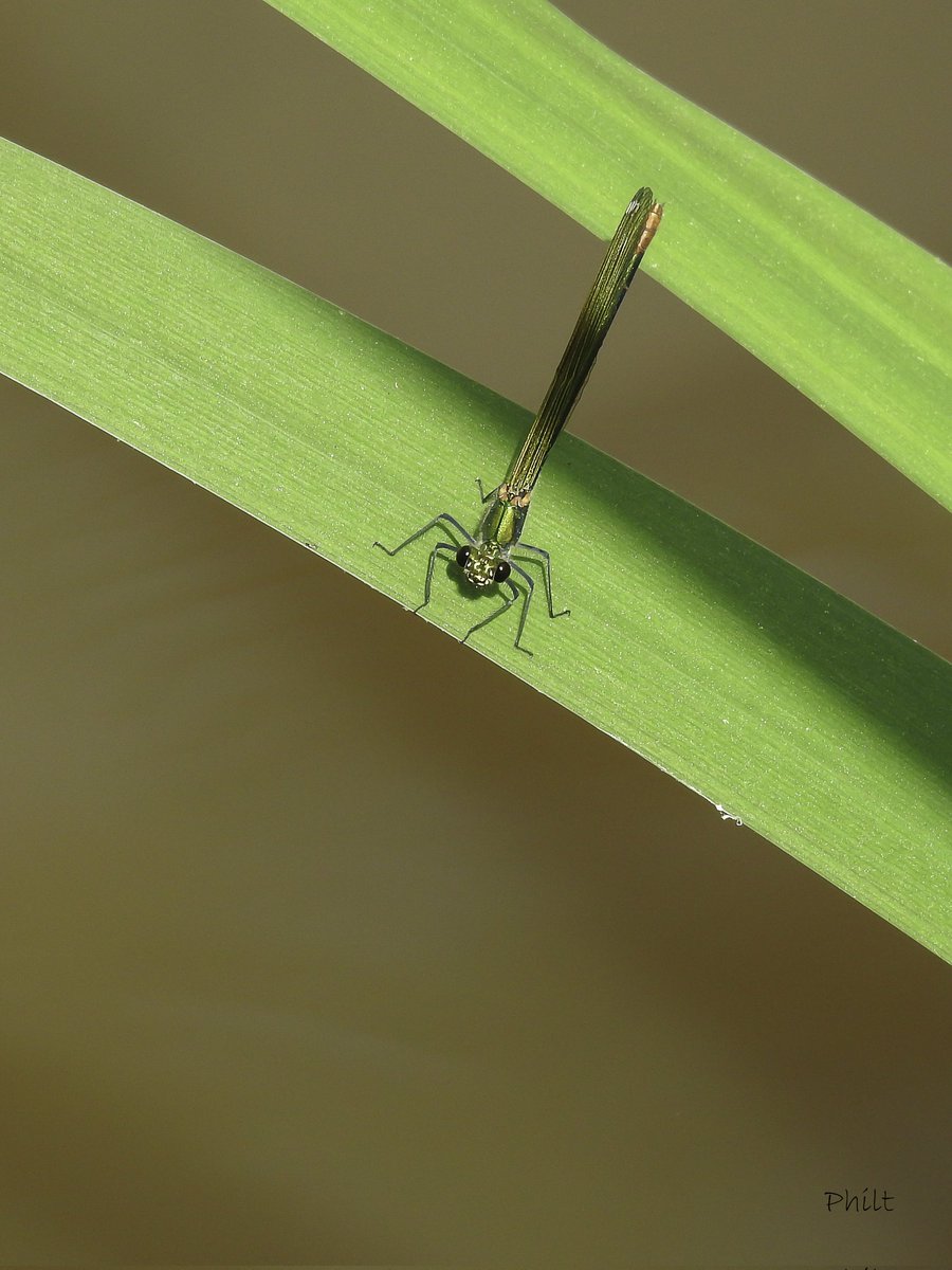 Caloptéryx occitan ♀️
#dragonfly #libellule #macro #macrophotography #macro_ir #universal_macro #macro_delight #insect #insecte #macro_perfection #gf_macro #ig_macro_clicks #joyful_macro #macro_freaks