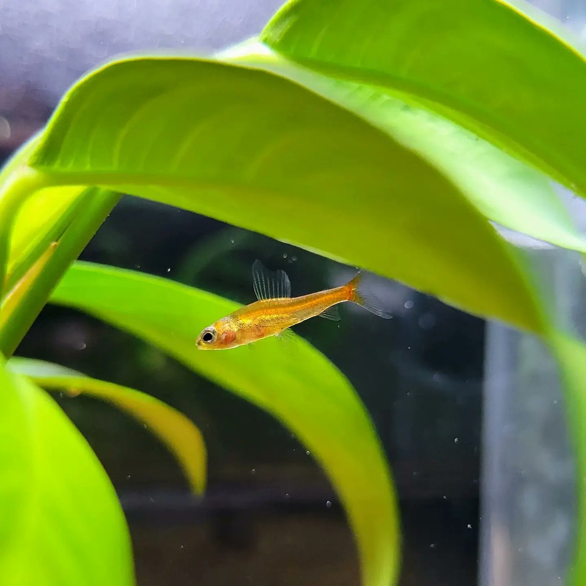 WhiteCocama's tweet photo. Odontocharacidium aphanes

それでは皆様、良い週末を😉

#アクアリウム
#テトラ
#カラシン
#カージナルダータテトラ
#aqua_ftokyo https://t.co/isN675yjjz