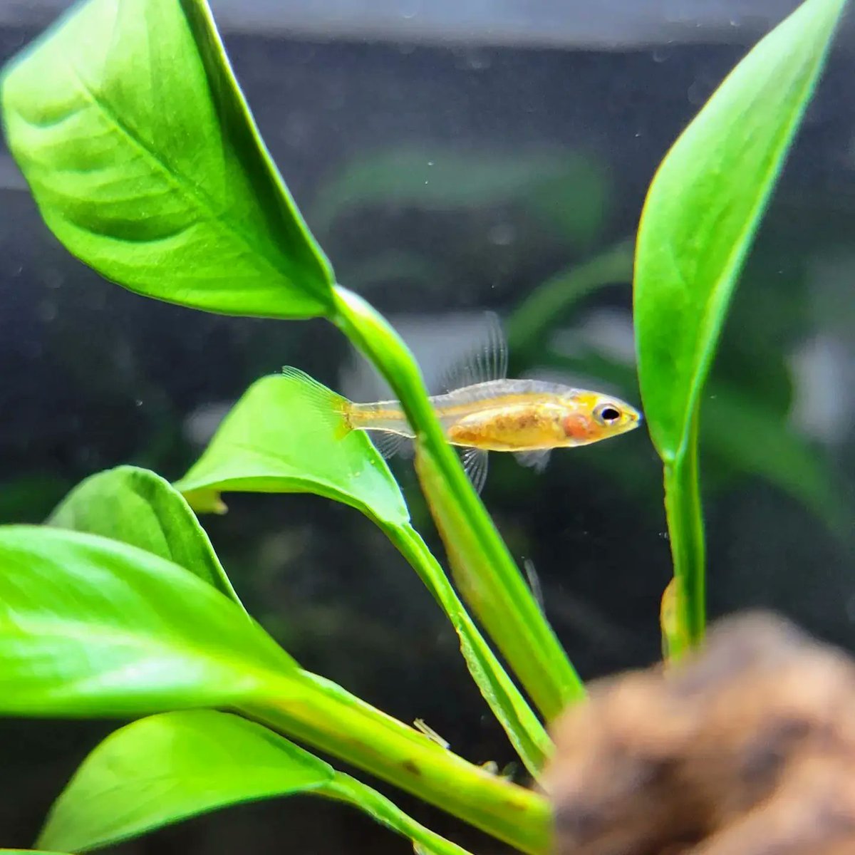 WhiteCocama's tweet photo. Odontocharacidium aphanes

それでは皆様、良い週末を😉

#アクアリウム
#テトラ
#カラシン
#カージナルダータテトラ
#aqua_ftokyo https://t.co/isN675yjjz