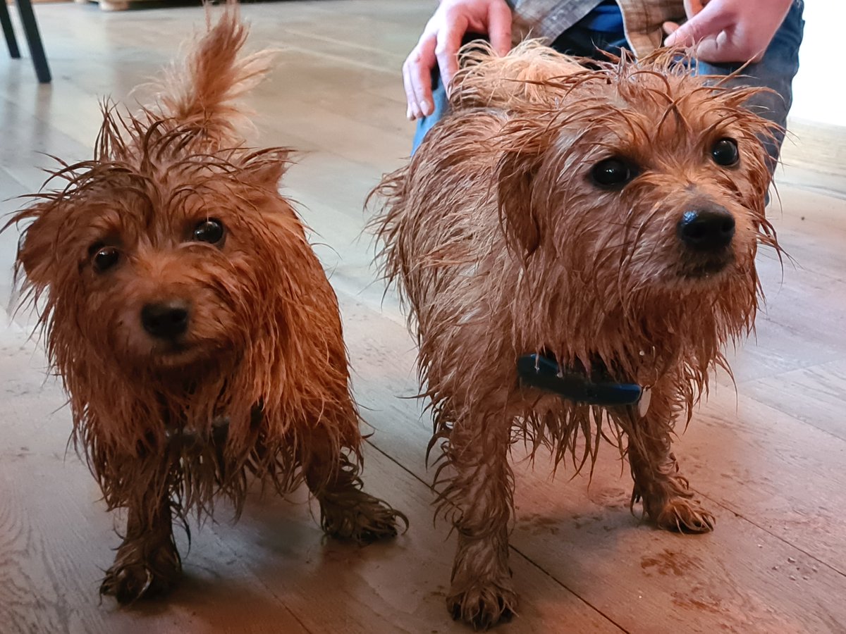 FindMargieruby's tweet photo. One year ago today, Giles and I set out on a walk. We walked up the hill behind our house and back down the other side. #StolenMargieandRuby ran ahead along the path. They stopped, looked back at us, and then dashed off into the woodland. The last we saw of them. 
#toohottohandle https://t.co/saHfyEBK1N