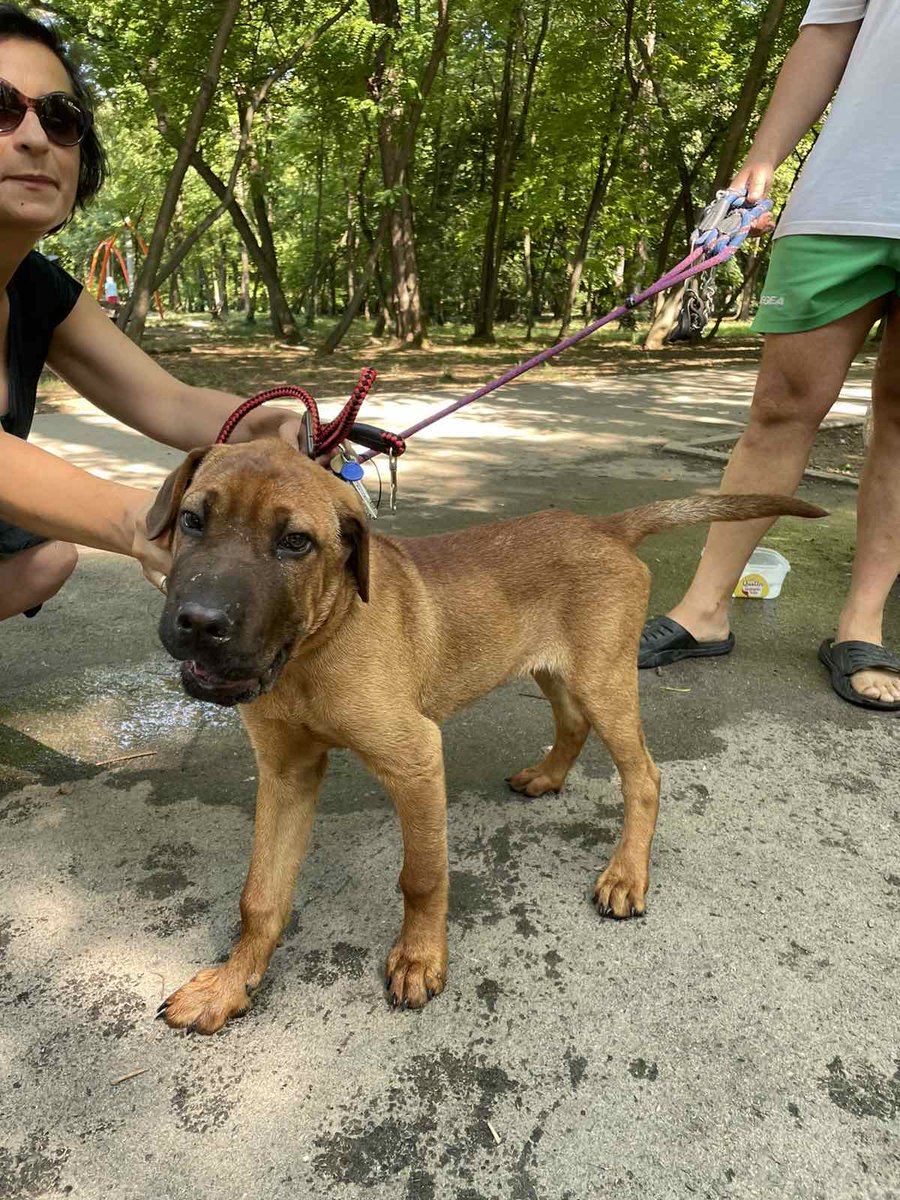 Da probamo i ovde: upravo pronađen sam u Šumicama. Mužjačić, starost između 3 i 4 meseca. Mešanac šar-peja i verovatno nečeg većeg. Nema čip, provereno je. Nije imao ni ogrlicu na sebi. 
Potreban je privremeni, ima smeštaj samo do večeras.