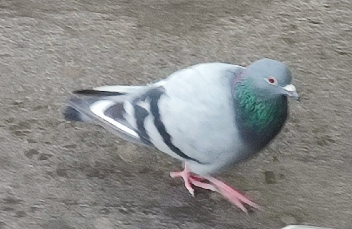 Tonyalcarria's tweet photo. La publicidad no tiene límites. Nike ha invertido anunciándose en el alerón trasero de ésta. Para cuando Adidas, Puma o Under Armour?

Advertising has no limits. Nike has put its logo on the rear aileron of this one. When are going to see Adidas, Puma or Under Armour on them too? https://t.co/RyKwHOJqRN