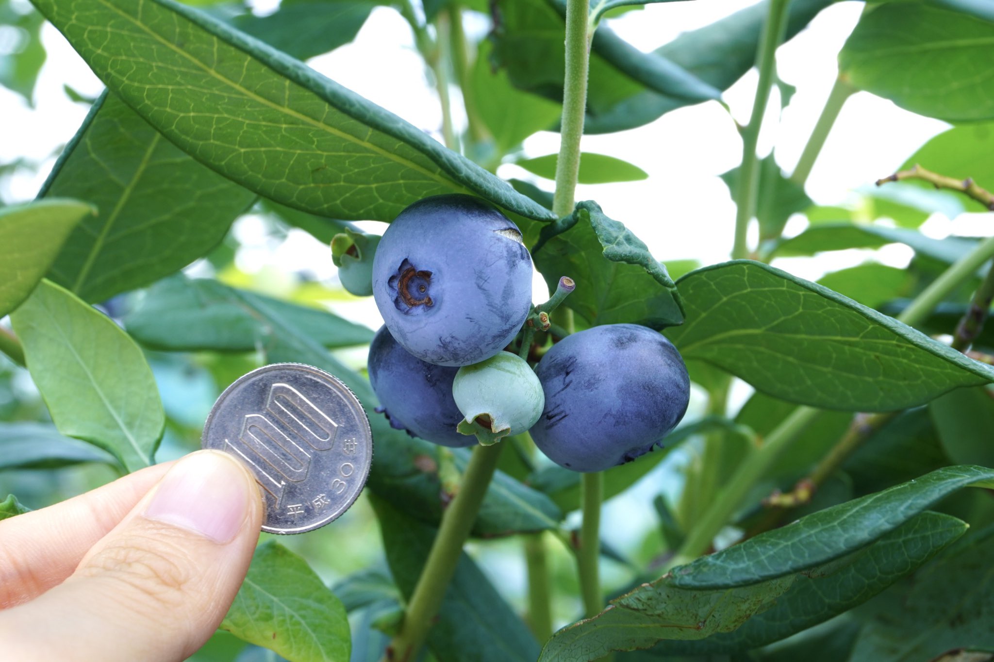 赤塚植物園 赤塚ブルーベリーガーデン 本日の園内の様子です 大粒の ブルーベリー 品種が食べ頃です 中には100円玉と同じくらいの大きさのものも 1枚目 Th 605 甘くてジューシー 2枚目 ウィンザー 果肉が柔らかく食感が良い 3枚目