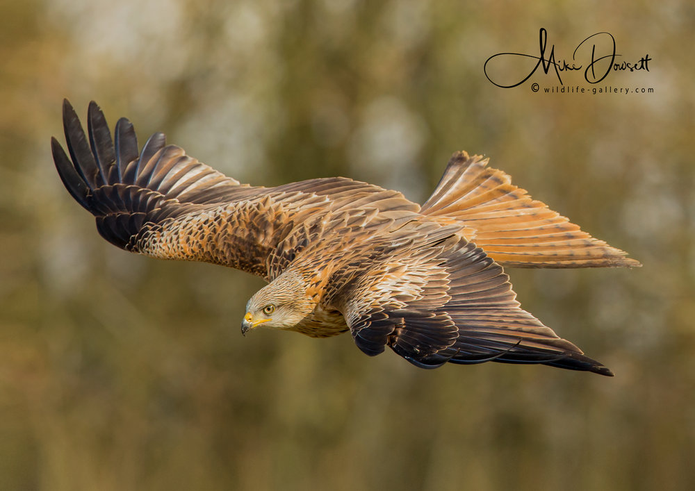 UK donating red kites to Spain to boost dwindling population.

Illegal persecution still a problem in parts of Spain, as in parts of UK, but Spanish conservationists think their tougher penalties have reduced these crimes.

raptorpersecutionuk.org/2022/06/24/uk-…