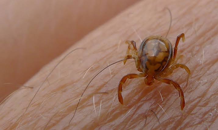 Nawaiwaqt_'s tweet image. خیبرپختونخوا    بھر میں اب تک 6افراد سے متعلق کانگو بخار کی شکایات موصول ،رپورٹ

#CongoVirus #CasesReported #KPK