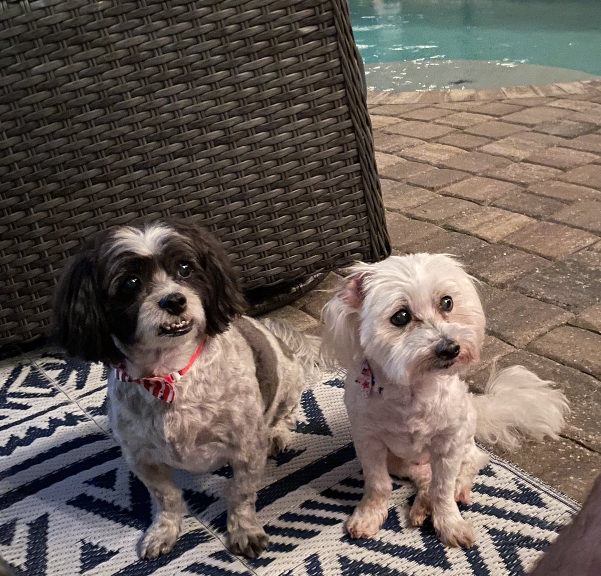PrangleyWeather's tweet photo. Here are my 2 sons!! Happy #PetFriendlyFriday and yes we need to check on the pets again today with a heat advisory and a feels like temp of 106-111! But wait I have relief for the weekend! #FCNStorm ⁦@FCN2go⁩ https://t.co/kIf1O4AiuB