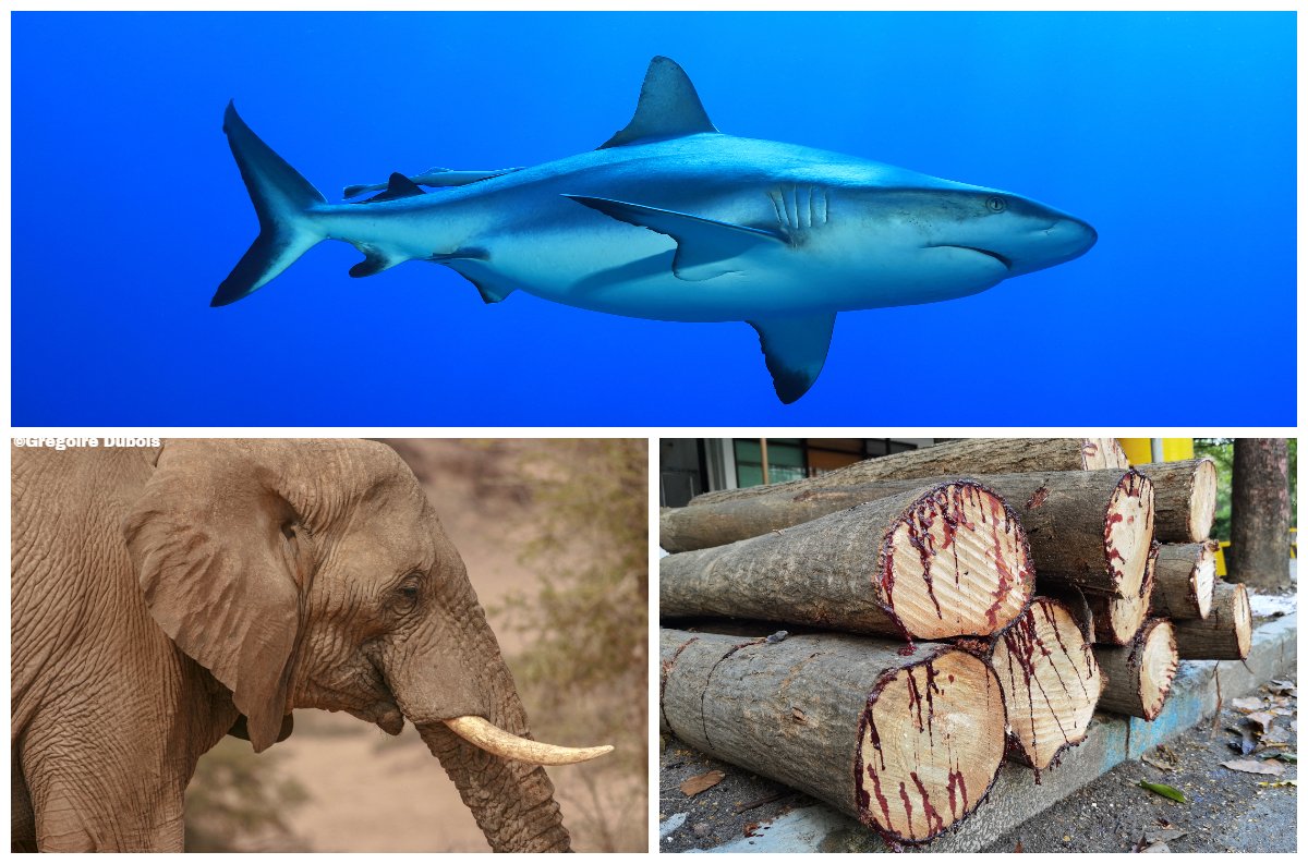 Nearly 600 CITES Species believed to be at increased risk of #extinction – World #Wildlife Conference to rule on stricter #trade regulations for their #conservation tinyurl.com/2p99krud