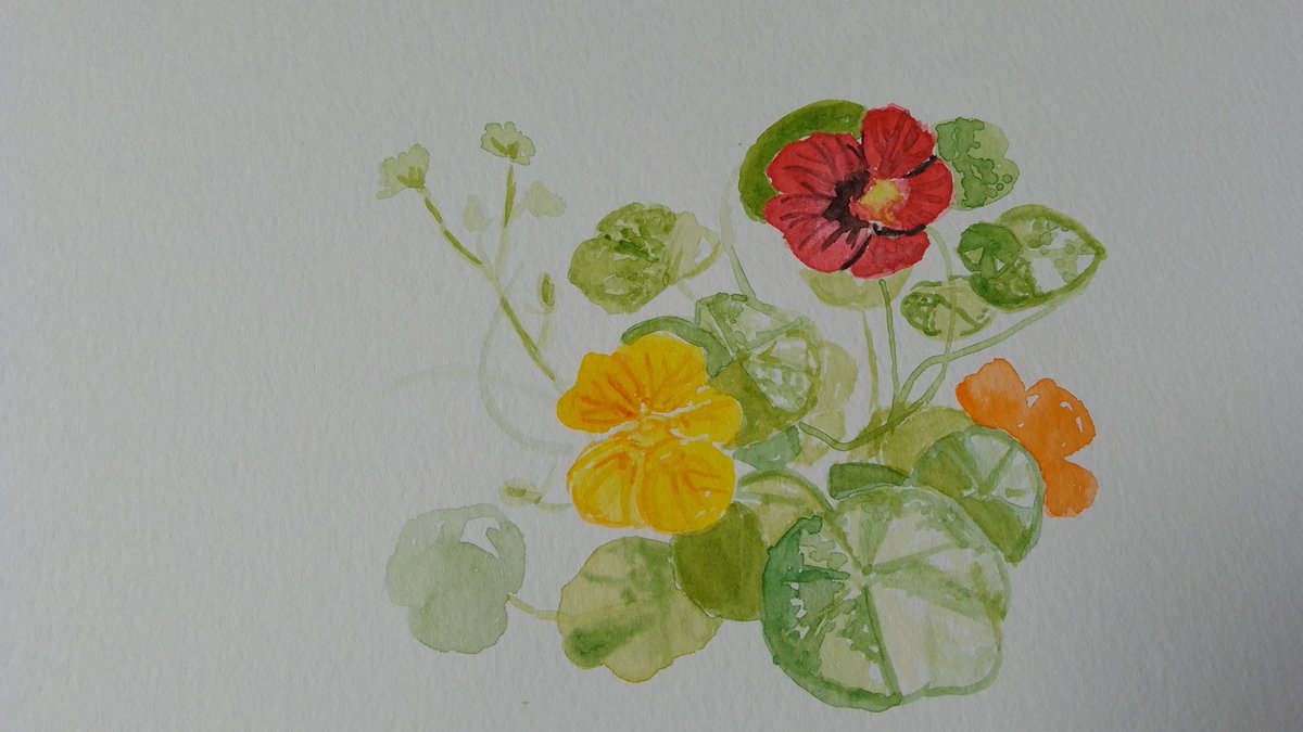 In the flow now of painting #nasturtium and the fascinating leaves. Thanks to @Theatreluvvie12 for the inspiration #ff #paintingchallenge