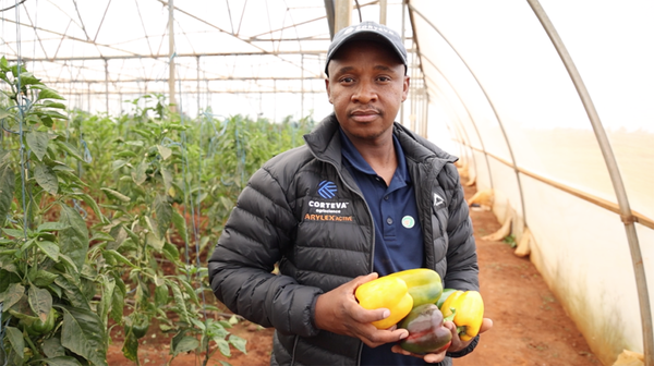 agribusinesszw's tweet photo. Eric took a detour from his original plan to farm pigs, and now he is a  Pepper Champ!

Credit: Africa Farming https://t.co/9BNPiP9UHK