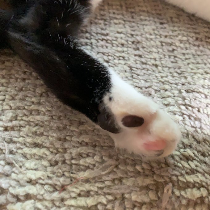顔うずめたいだろ〜ぉ？ いいにおいがするんだぜ〜ぇ😎❤️  #1枚目 #お腹のあたり #ねこ #今日は堂々と転がってた😍 #レア #NICE #タイミング #最高 #にゃん〜💕 https://t.c<a href="/tag/1%E6%9E%9A%E7%9B%AE"class="tags">#1枚目</a><a href="/tag/%E3%81%8A%E8%85%B9%E3%81%AE%E3%81%82%E3%81%9F%E3%82%8A"class="tags">#お腹のあたり</a><a href="/tag/%E3%81%AD%E3%81%93"class="tags">#ねこ</a><a href="/tag/nice"class="tags"><span>#nice</span></a><a href="/tag/%E6%9C%80%E9%AB%98"class="tags"><span>#最高</span></a><a href="/tag/%E3%82%BF%E3%82%A4%E3%83%9F%E3%83%B3%E3%82%B0"class="tags"><span>#タイミング</span></a><a href="/tag/%E3%83%AC%E3%82%A2"class="tags"><span>#レア</span></a><a href="/tag/%E4%BB%8A%E6%97%A5%E3%81%AF%E5%A0%82%E3%80%85%E3%81%A8%E8%BB%A2%E3%81%8C%E3%81%A3%E3%81%A6%E3%81%9F"class="tags"><span>#今日は堂々と転がってた</span></a><a href="/tag/%E3%81%AB%E3%82%83%E3%82%93%E3%80%9C"class="tags"><span>#にゃん〜</span></a>