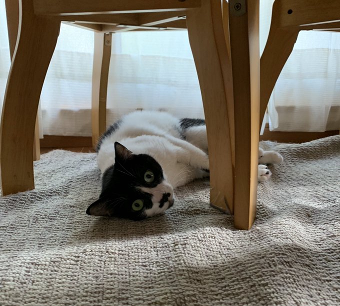 顔うずめたいだろ〜ぉ？ いいにおいがするんだぜ〜ぇ😎❤️  #1枚目 #お腹のあたり #ねこ #今日は堂々と転がってた😍 #レア #NICE #タイミング #最高 #にゃん〜💕 https://t.c<a href="/tag/1%E6%9E%9A%E7%9B%AE"class="tags">#1枚目</a><a href="/tag/%E3%81%8A%E8%85%B9%E3%81%AE%E3%81%82%E3%81%9F%E3%82%8A"class="tags">#お腹のあたり</a><a href="/tag/%E3%81%AD%E3%81%93"class="tags">#ねこ</a><a href="/tag/nice"class="tags"><span>#nice</span></a><a href="/tag/%E6%9C%80%E9%AB%98"class="tags"><span>#最高</span></a><a href="/tag/%E3%82%BF%E3%82%A4%E3%83%9F%E3%83%B3%E3%82%B0"class="tags"><span>#タイミング</span></a><a href="/tag/%E3%83%AC%E3%82%A2"class="tags"><span>#レア</span></a><a href="/tag/%E4%BB%8A%E6%97%A5%E3%81%AF%E5%A0%82%E3%80%85%E3%81%A8%E8%BB%A2%E3%81%8C%E3%81%A3%E3%81%A6%E3%81%9F"class="tags"><span>#今日は堂々と転がってた</span></a><a href="/tag/%E3%81%AB%E3%82%83%E3%82%93%E3%80%9C"class="tags"><span>#にゃん〜</span></a>