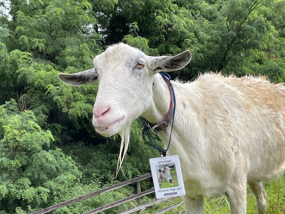 🐐モリモリ！ヤギさん除草隊🐐 岐阜県 #多治見FC では地球環境への配慮