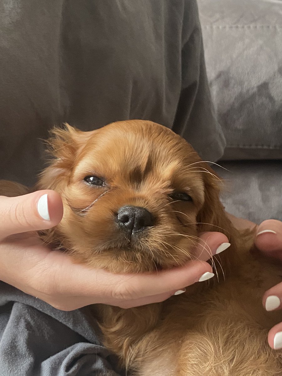 _oldgray's tweet photo. newest member of the family 🥰 https://t.co/SdDzCYGpXM