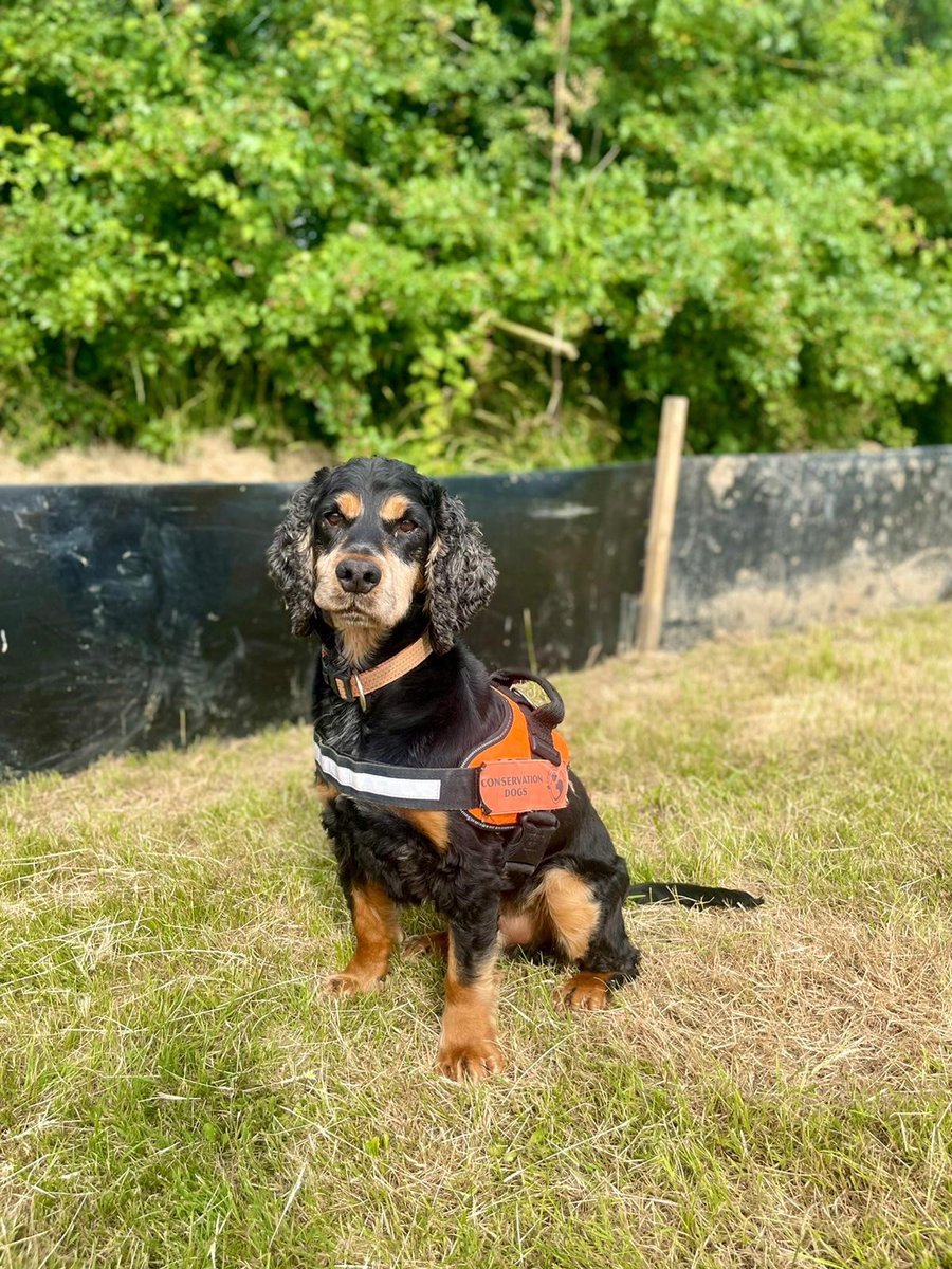 Conservation Dogs tweet media