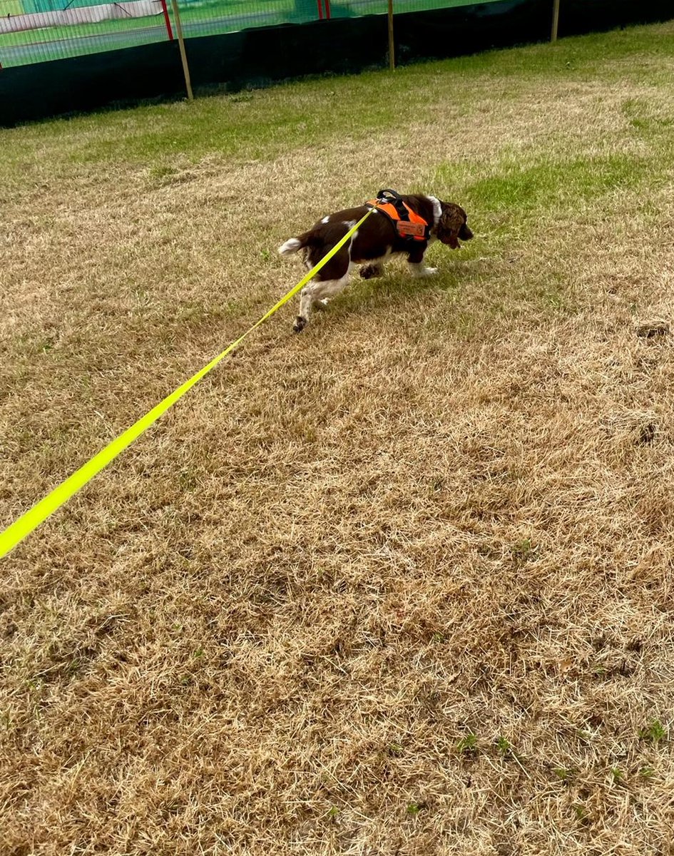 Arnie and Rocky had a brilliant time yesterday working in the South East on a great crested newt 🦎 search.  

#conservation #conservationdogs #wagtailuk #detectiondogs #snifferdogs #wildlife #workingdogs #newts #greatcrestednewts