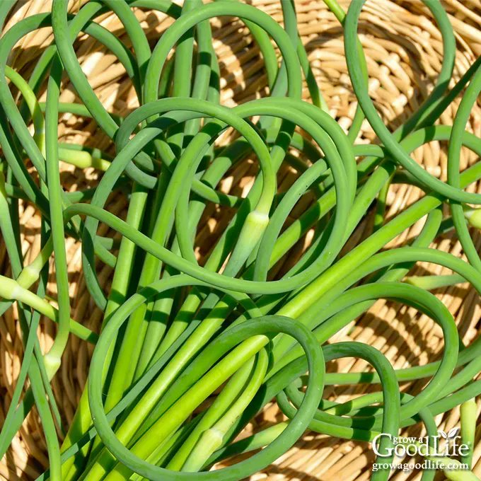 GrowaGoodLife's tweet photo. Wondering what to do with garlic scapes? Here are recipes to help you preserve and cook with this seasonal delicacy: https://t.co/12JoRvmJBw https://t.co/aYQQt05j0j