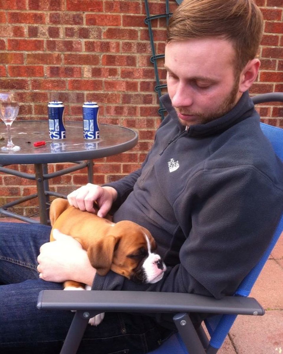 BoxerDogs tweet media