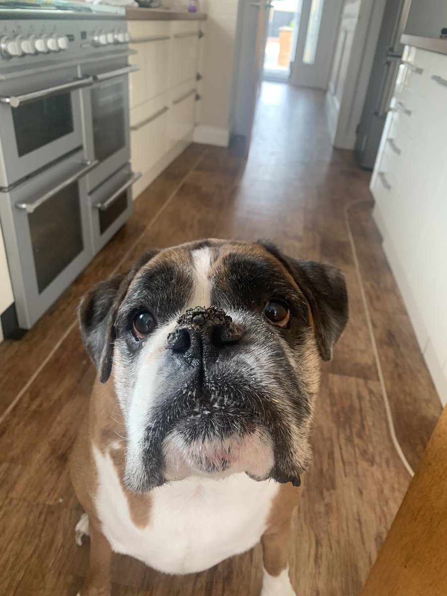 Thank you everyone, 9 great years with the most amazing dog 🌈 I’ll see him on the other side