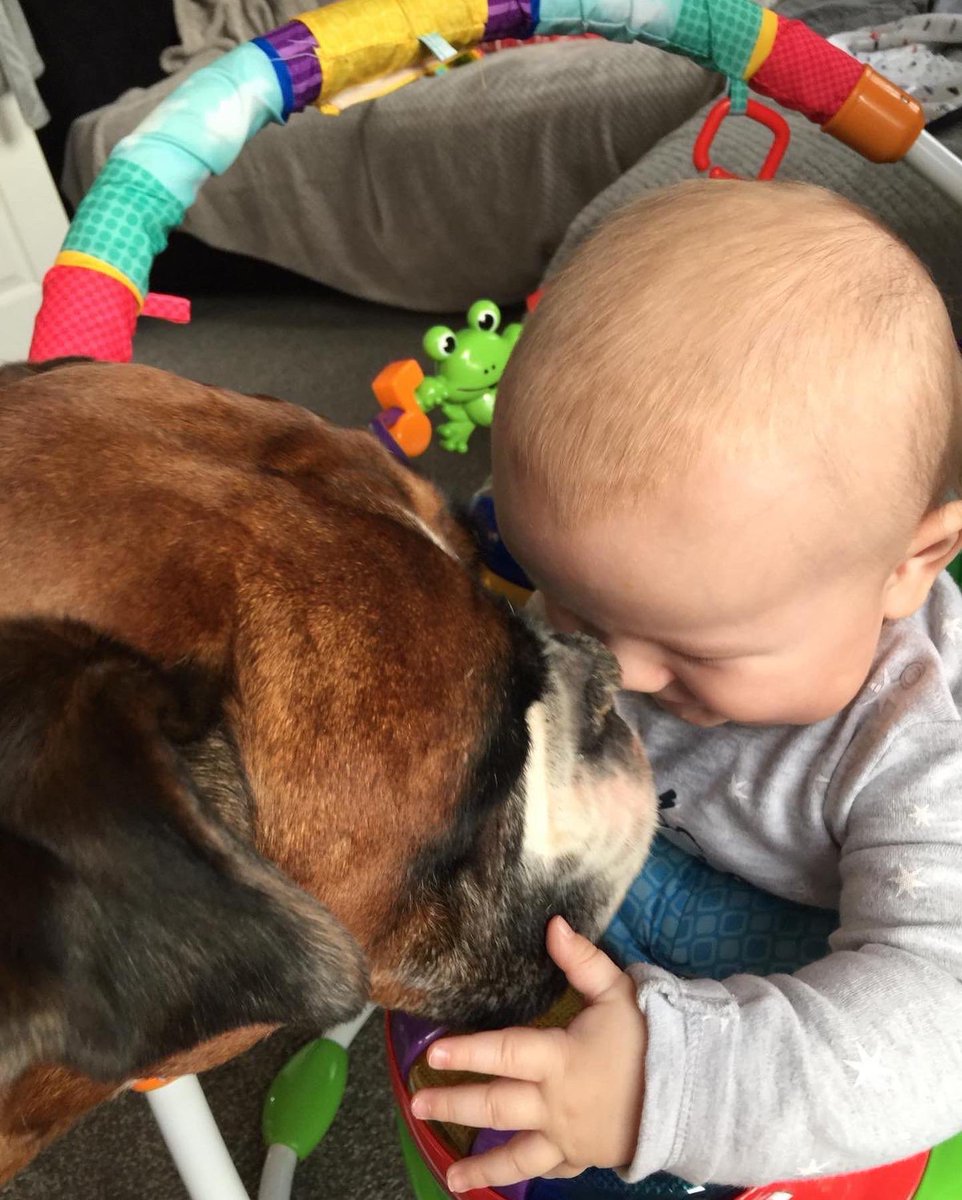 BoxerDogs tweet media