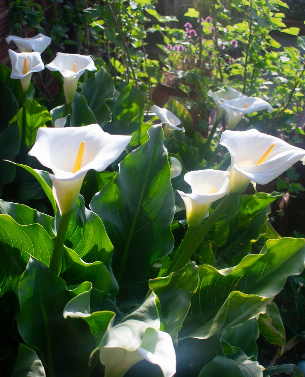 The waterbutts are empty! I was relying on some rain this week but it didn't come. How is your garden coping?

This is Zantedeschia Aethiopica, the Arum Lily. You can plant these in ponds, they love wet conditions. That's why I planted them by my leaking hose connection.