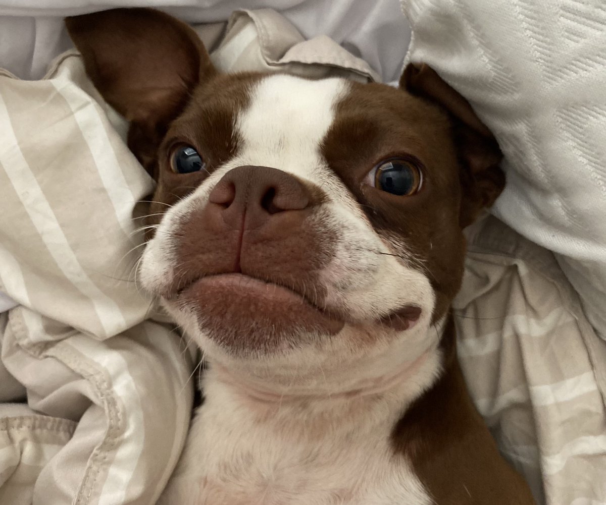 LewTurner's tweet photo. Hey @fcnmike here’s Bernadette. #PetFriendlyFriday https://t.co/iKEfwN8DU8