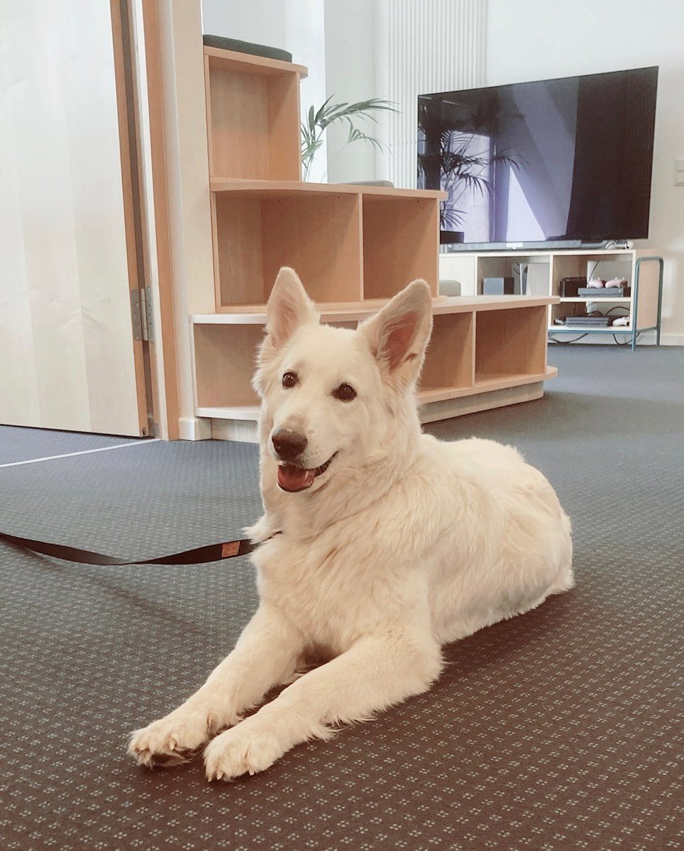 game_verband's tweet photo. Passend zum #Bürohundtag möchten wir euch ein ganz besonderes Team-Mitglied vorstellen: Coco😍! Die zwei Jahre alte weiße Schäferhündin ist unsere Feelgood-Sonderbotschafterin beim game❤️. #Bürohundtag22 #nimmDeinenHundmitzurArbeitTag #TakeYourDogToWorkDay @BV_Buerohund https://t.co/RG7Wp229Om