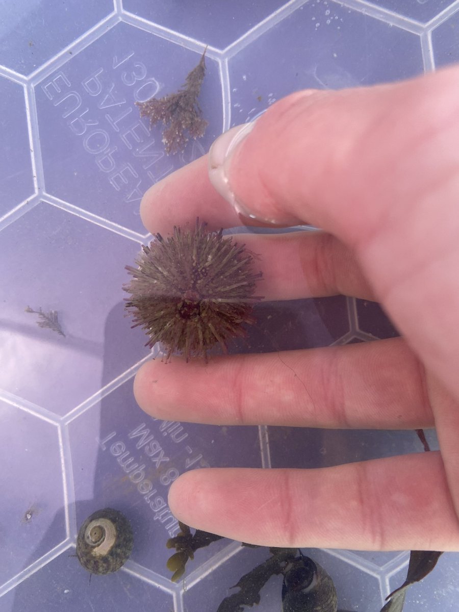 I don’t think I’ve ever seen a live sea urchin! (Well now I have) found this guy whilst volunteering with <a href="/cumbriawildlife/">CumbriaWildlifeTrust</a> Bay team for their portable rock pool.