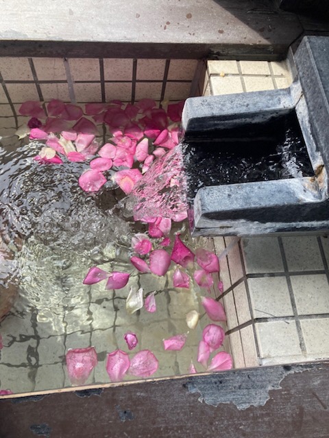 minami_ward_ngt's tweet photo. 【南区産の薔薇を使った足湯】
「にいがた南区創生会議」が弥彦温泉観光旅館組合青年部と手を組み、南区産の食用薔薇を利用した「薔薇の足湯」を実施しています。
場所：弥彦温泉街「弥彦おもてなし広場」
期日：７月３日までの土・日曜
鮮やかな花びらの色と、新鮮な薔薇の香りをご堪能ください♪ https://t.co/PuwEDMnPi7