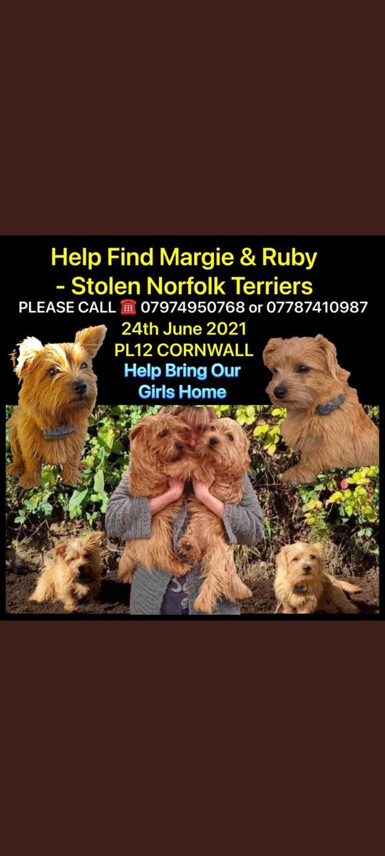 karensarah66's tweet photo. A beautiful day but another heartbreaking one for #FindMargieandRby 💔 One whole year gone without them 😔💔Please help bring them home #stolen #missingtoolong  @MissingPetsGB @rosiedoc666 @FindMargieruby @TinaTowers3 @KarenFi51820768 @muddypawscrime @howlforhelp111 @AlanDaffern https://t.co/MU6wvUdSmm