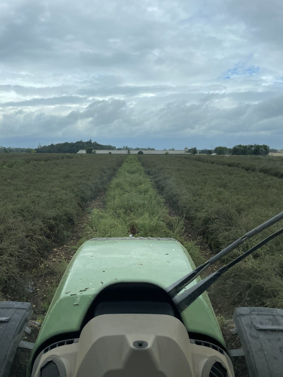 NicolasBonneau9's tweet photo. Broyage des mâles betteraves sous un temp pluvieux 👌 https://t.co/kVOpuqBLOe