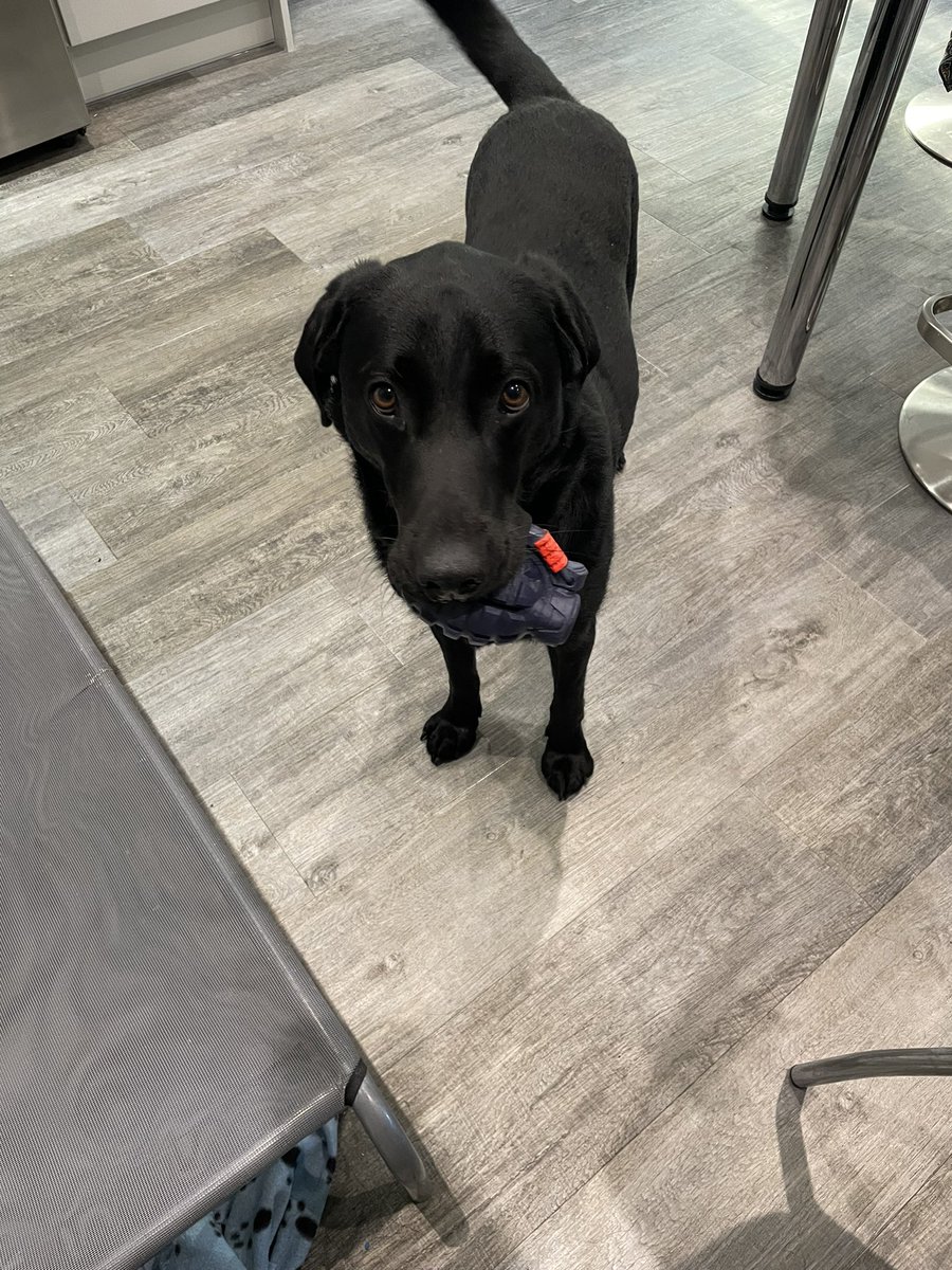 LouiseFisk's tweet photo. @GraemeDogfather beautiful, well behaved lab. 1.5 years old. Great recall off lead… except when we see other dogs. Goes nuts to play with them. Keep him on lead most times as he will not leave them alone. No one else can walk him as he pulls them over. Any ideas please?! https://t.co/plhL1azDDU