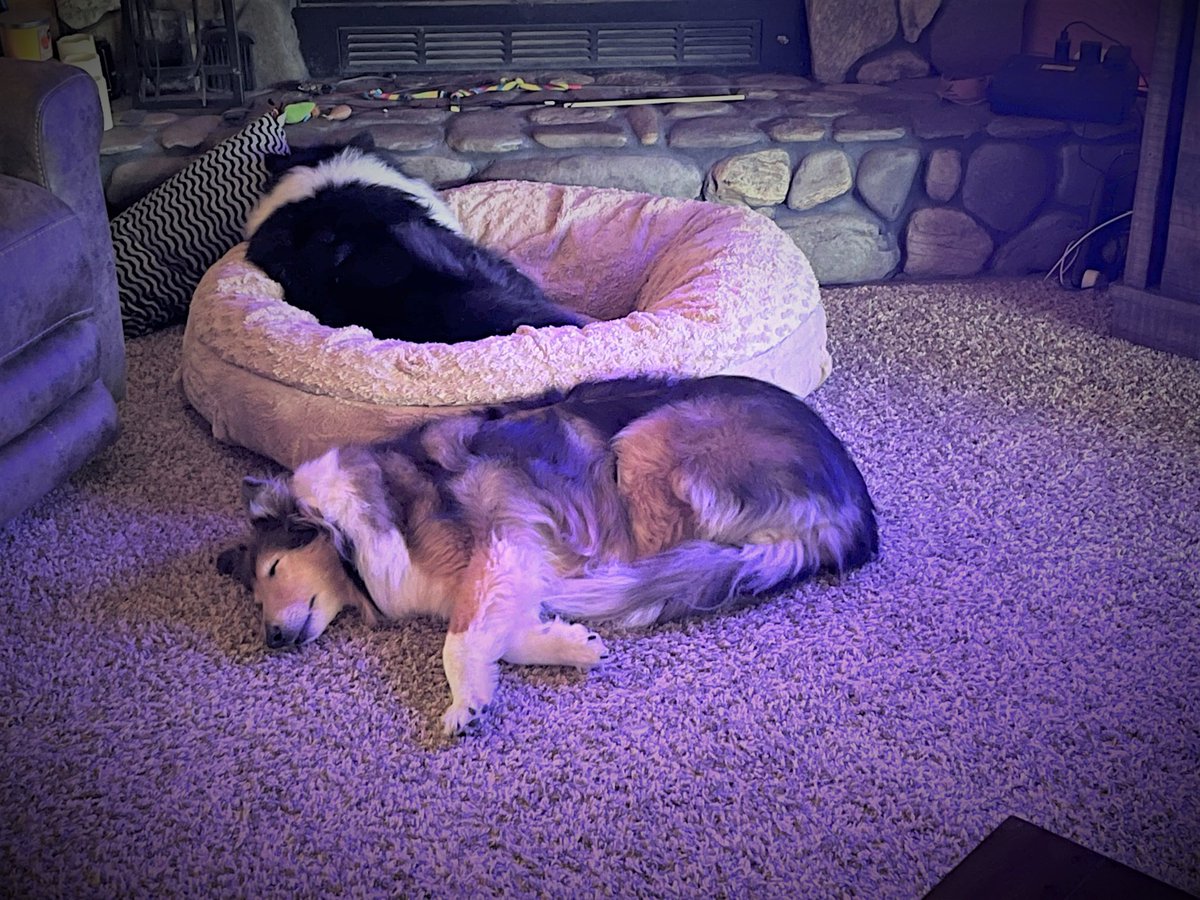 LiveWellPodcast's tweet photo. Clearly we work these pups too hard.
#dogsoftwitter #tweet100 #CollieLife https://t.co/rXtG9YTux7