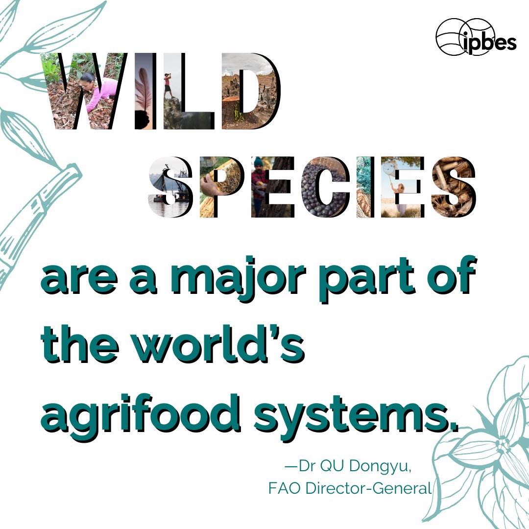 The use of wild species is a vital part of almost every human community. But how can people use wild species sustainably?

The upcoming <a href="/IPBES/">ipbes</a> #SustainableUse of Wild Species Assessment Report will explore this question and more📘

⏰Stay tuned for the release planned for 8 July!