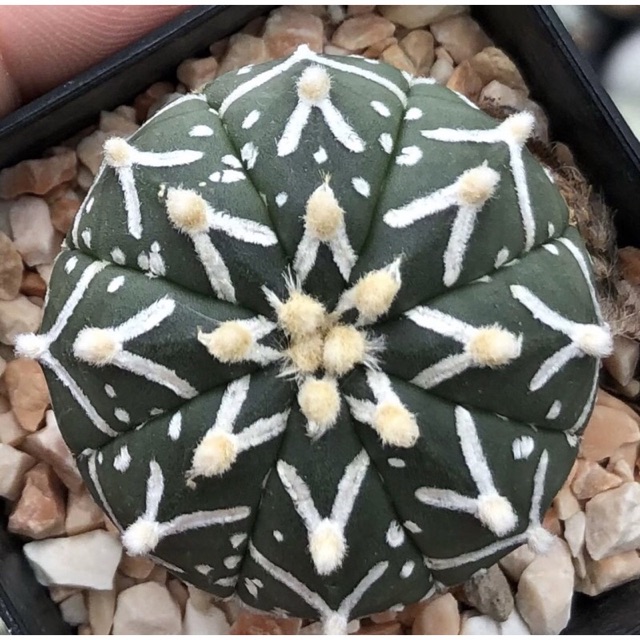 YuiPae's tweet image. ฉันกำลังขาย โดดเด่นสุดในโต๊ะสะดุดต... ที่ Shopee ในราคาสุดพิเศษเพียง ฿890 ซื้อเลยที่ shopee.co.th/charcoalcactus… #ShopeeTH